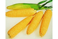 Плевен - кукуруза, 80 000 семян, Евралис фото, цена